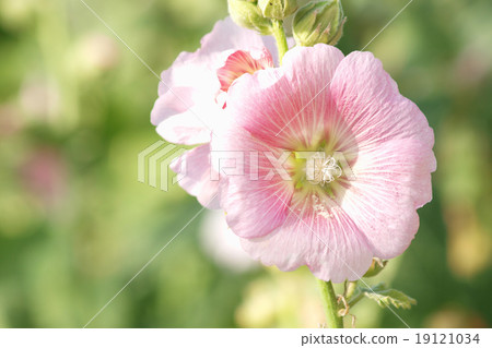 Pink hollyhock (Althaea rosea) blossoms on a summer day 19121034