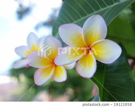 Plumeria (frangipani) 19121058