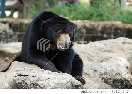 malayan sun bear 19121107