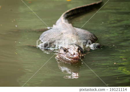 Wild varanus on the water ,Focus on the varanus eye. 19121114