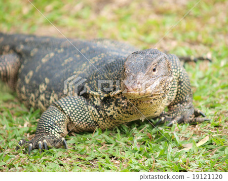 Closeup of monitor lizard - Varanus on green grass focus on the 19121120