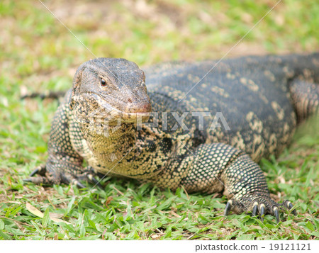 Closeup of monitor lizard - Varanus on green grass focus on the 19121121