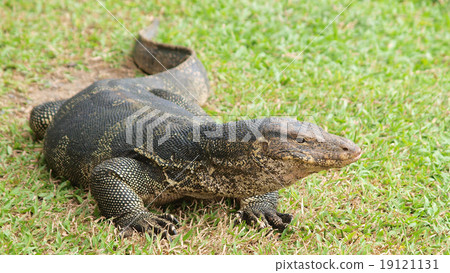 Closeup of monitor lizard - Varanus on green grass focus on the Closeup of monitor lizard - Varanus on green grass focus on the 19121131