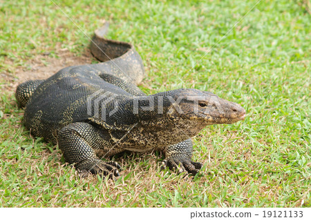 Closeup of monitor lizard - Varanus on green grass focus on the Closeup of monitor lizard - Varanus on green grass focus on the 19121133