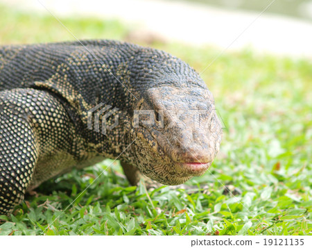 Closeup of monitor lizard - Varanus on green grass focus on the 19121135