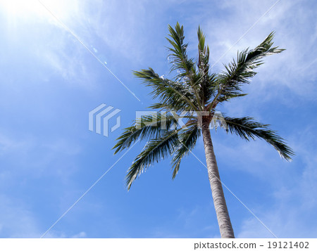 Coconut trees with blue sky Coconut trees with blue sky 19121402