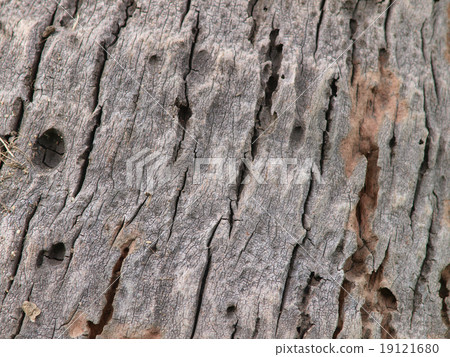 Texture of tree bark Texture of tree bark 19121680