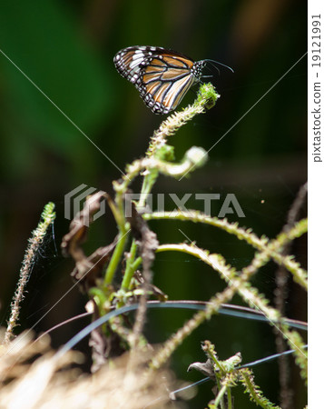A beautiful butterfly sitting in the tree 19121991