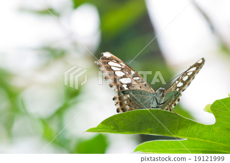 A beautiful butterfly sitting in the tree 19121999