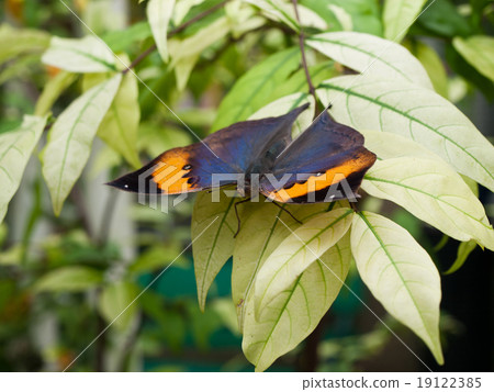Close up of Orange oakleaf butterfly Close up of Orange oakleaf butterfly 19122385