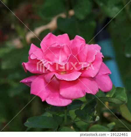 Roses on a bush in a garden 19122461
