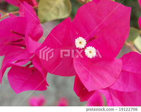 image of bright pink Bougainvillea 19122706
