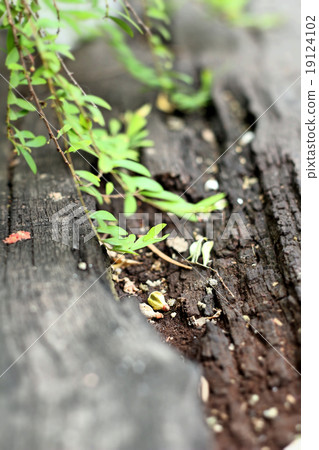 Leaves green in the nature Leaves green in the nature 19124102
