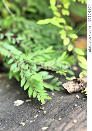 Leaves green in the nature 19124104