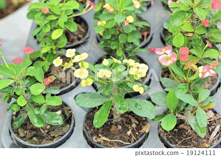 Euphorbia milli flowers in the nature Euphorbia milli flowers in the nature 19124111