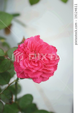 Beautiful roses in the nature 19124611