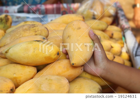 mango fruit at the market mango fruit at the market 19124631