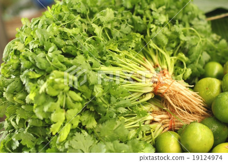 fresh vegetables - coriander in the market. fresh vegetables - coriander in the market. 19124974