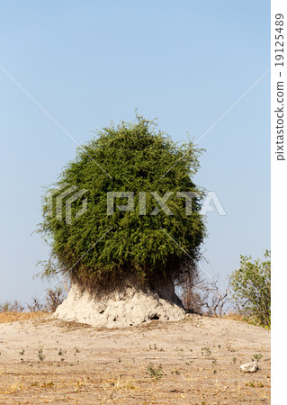 termite mound overgrown with green bush termite mound overgrown with green bush 19125489