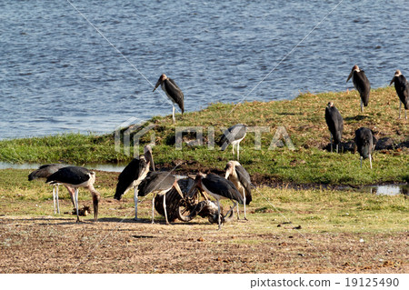 Marabou storks Marabou storks 19125490