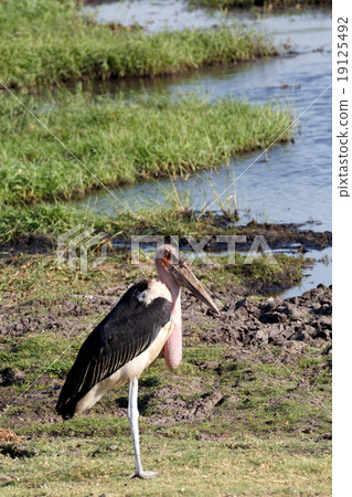 Marabou storks Marabou storks 19125492