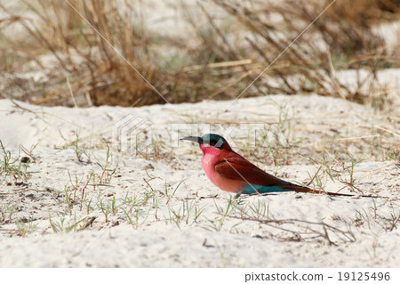 large nesting colony of Nothern Carmine Bee-eater large nesting colony of Nothern Carmine Bee-eater 19125496