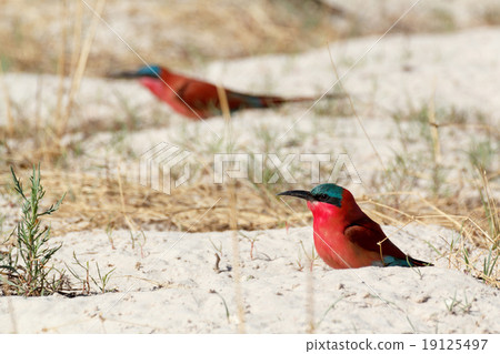 large nesting colony of Nothern Carmine Bee-eater large nesting colony of Nothern Carmine Bee-eater 19125497