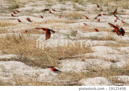 large nesting colony of Nothern Carmine Bee-eater large nesting colony of Nothern Carmine Bee-eater 19125498