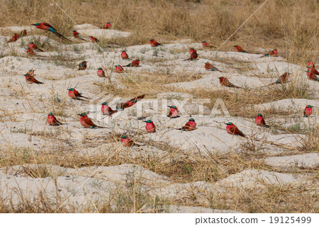 large nesting colony of Nothern Carmine Bee-eater large nesting colony of Nothern Carmine Bee-eater 19125499