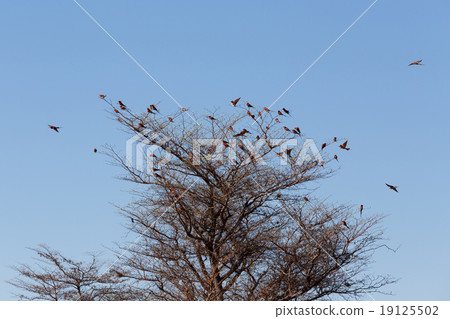 large nesting colony of Nothern Carmine Bee-eater large nesting colony of Nothern Carmine Bee-eater 19125502
