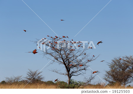 large nesting colony of Nothern Carmine Bee-eater large nesting colony of Nothern Carmine Bee-eater 19125503