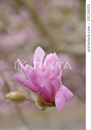 花瓣芽開芽 19126928