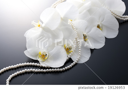 Phalaenopsis orchid Phalaenopsis orchid 19126953