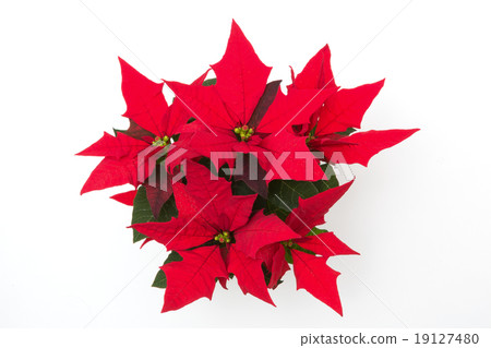 Poinsettia 19127480