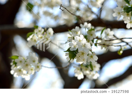 Image of spring Japanese garden and cherry tree Cherry Blossom 19127598