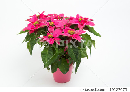 Princesitia 19127675