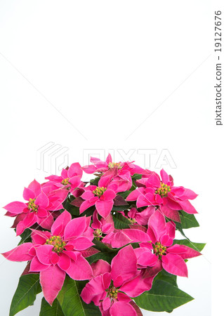 Purinsechia Purinsechia 19127676