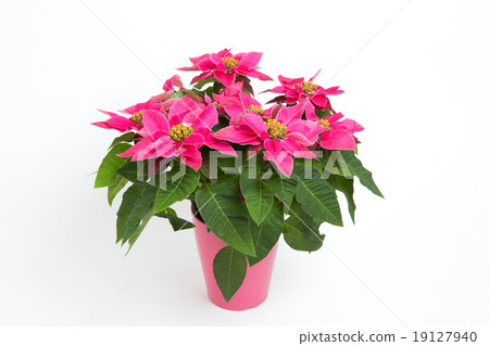 Purinsechia Purinsechia 19127940