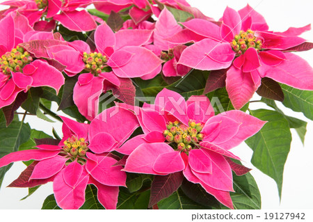 Princesitia Princesitia 19127942