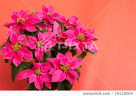 Purinsechia 19128004