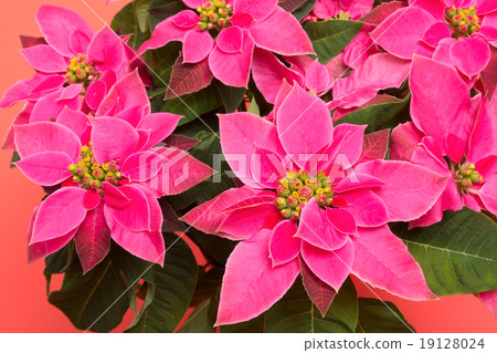 Princesitia 19128024