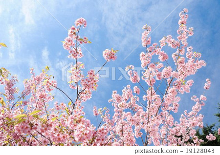 李Cerasoides 19128043