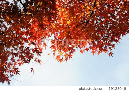 楓葉 19128046