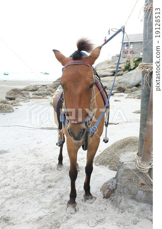 Brown horse on beach for tourists recreation 19128513