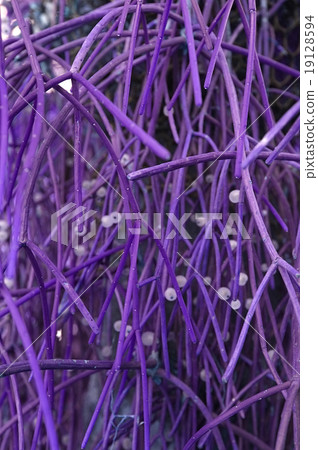 Euphorbia tirucalli Linn, pencil tree 19128594