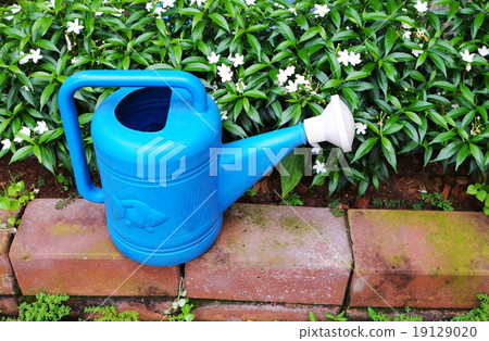 Blue water can/pot near white flowers in flowerbed Blue water can/pot near white flowers in flowerbed 19129020