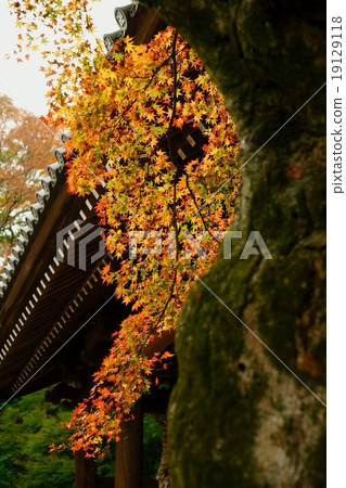 Autumn leaves of the mountain gate 19129118