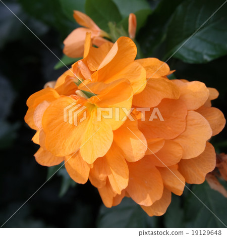 Cross Sandra Cross Sandra 19129648