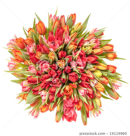 bouquet of fresh spring tulip flowers 19129960