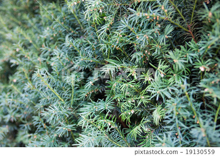 Evergreen juniper branches Evergreen juniper branches 19130559
